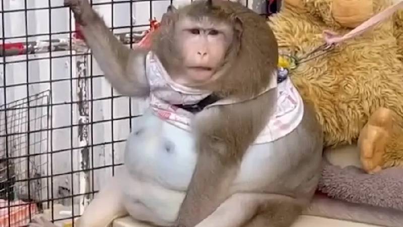Dünyanın En Şişman Maymunu: Şişmanlar Kampında Kendini Yiyerek Öldü