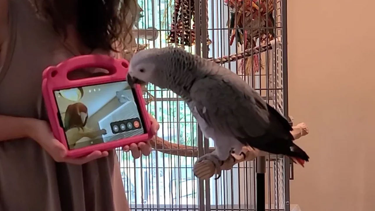 Papağanlar Görüntülü Sohbet Başladı: Can Atıyorlar!