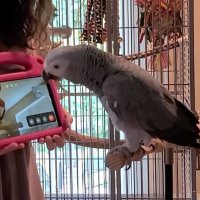 Papağanlar Görüntülü Sohbet Başladı: Can Atıyorlar!