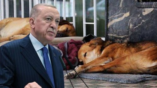 Kulis: Erdoğan, kurmaylarına 'Daha ne bekliyorsunuz, adım atın' diye kızdı; köpeklerle ilgili bu üç ülkedeki sistem gündeme geldi